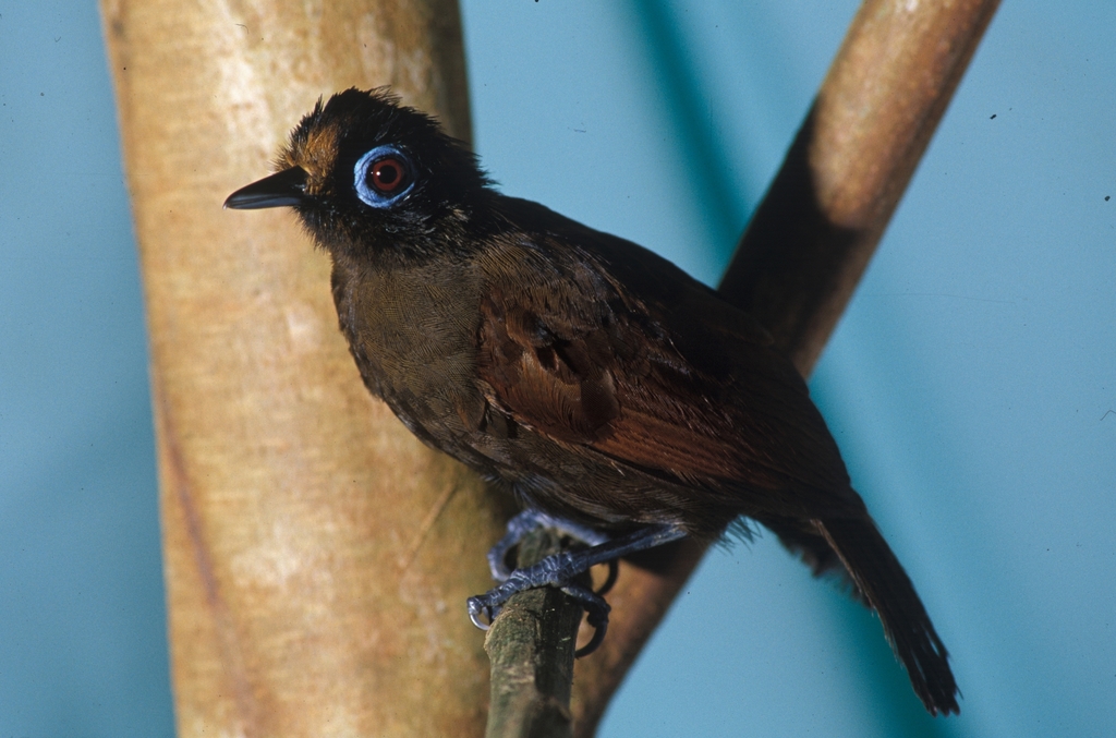 Hairy-crested Antbird (Rhegmatorhina melanosticta) photo
