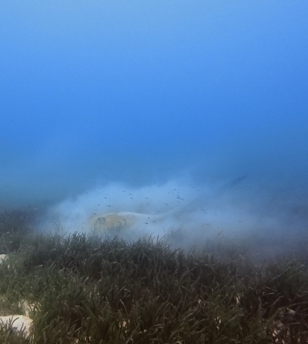 Pastinachus ater