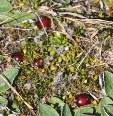 Coprosma atropurpurea