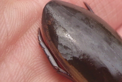 Dytiscus fasciventris