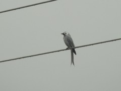 Dicrurus leucophaeus leucogenis