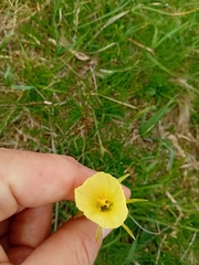 Narcissus gigas
