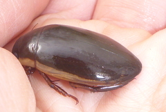 Dytiscus fasciventris