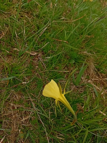 Narcissus gigas, photograph 2