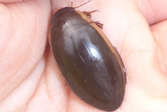 Dytiscus fasciventris