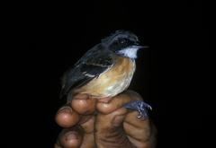 Black-Faced Antbird photo 1