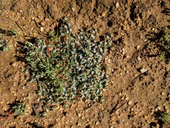 Euphorbia polycarpa polycarpa