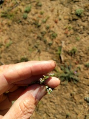 Euphorbia polycarpa polycarpa