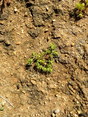 Loeflingia squarrosa