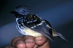 Spot-Backed Antbird photo 1