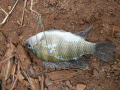 Tilapia
