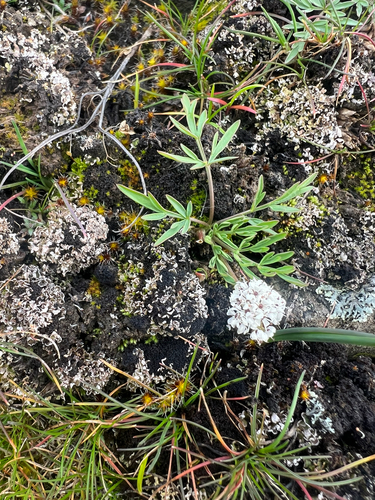 Lomatium gormanii, photograph 2