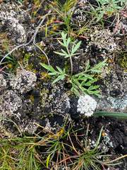Lomatium gormanii, photograph author not stated, no rights reserved