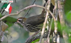 Chamaeza campanisona