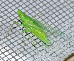 Hyalodictyon fallax