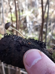 Strobilurus esculentus