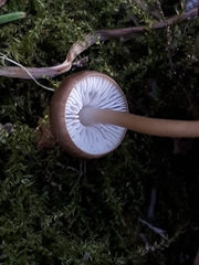 Strobilurus esculentus