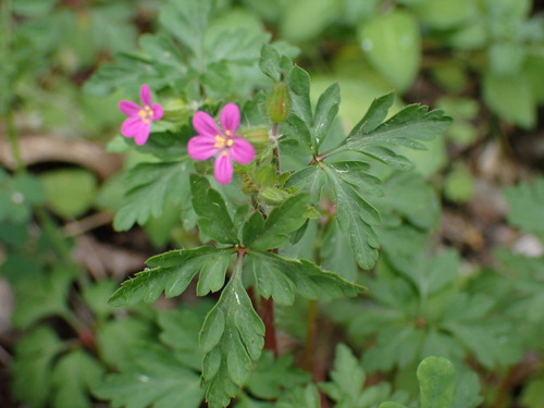 pakost purpurový (Geranium purpureum)