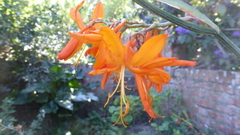 Crocosmia aurea aurea