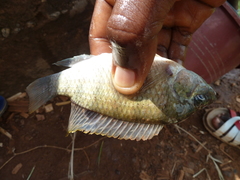 Tilapia
