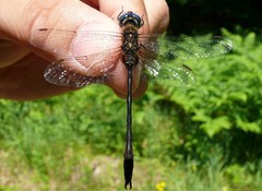Somatochlora franklini