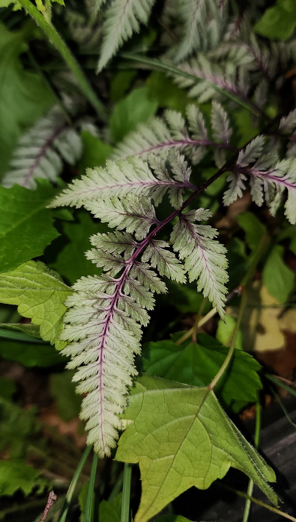 Anisocampium niponicum