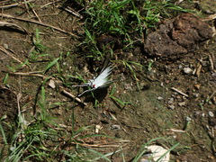 Protesilaus protesilaus