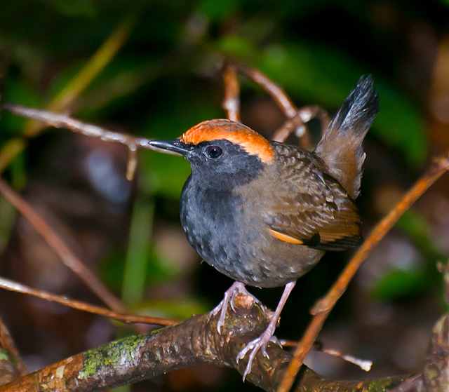Rufous-capped Antthrush (Formicarius colma) photo