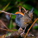 Rufous-capped Antthrush - Photo (c) Dario Sanches, some rights reserved (CC BY-SA)