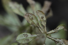 Leptotrochila verrucosa