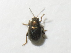 Chaetocnema hortensis