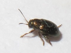 Chaetocnema hortensis
