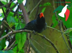 Saltator fuliginosus