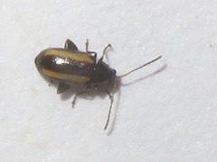 Phyllotreta vittula