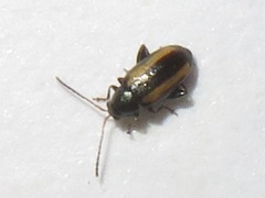 Phyllotreta vittula