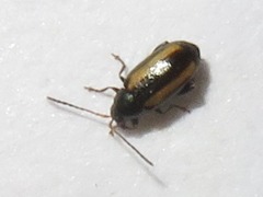 Phyllotreta vittula