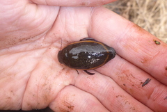 Dytiscus verticalis