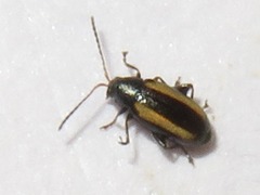 Phyllotreta vittula