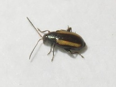 Phyllotreta vittula
