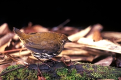 Striated Antthrush photo 2