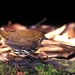 Striated Antthrush - Photo Aves y Conservación, no known copyright restrictions (public domain)