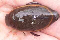 Dytiscus verticalis