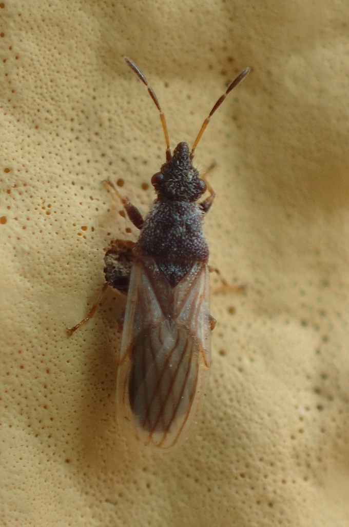 Microplax interrupta