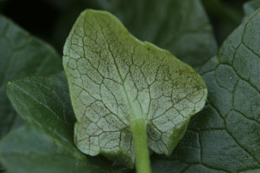 Peronospora ficariae