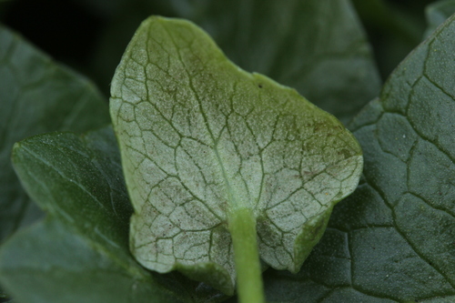 Downy mildew