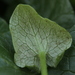 Peronospora ficariae - Photo (c) bjoerns,  זכויות יוצרים חלקיות (CC BY-SA), הועלה על ידי bjoerns