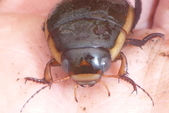 Dytiscus verticalis