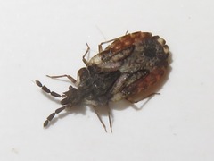 Aradus depressus