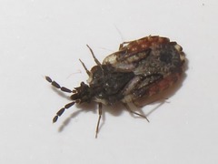 Aradus depressus