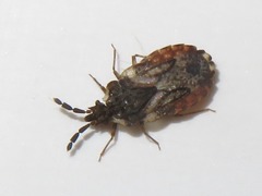Aradus depressus
